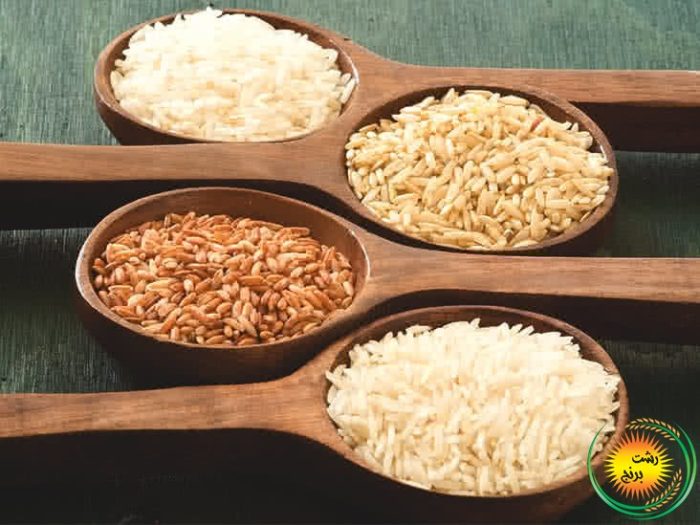 Which rice has more calories