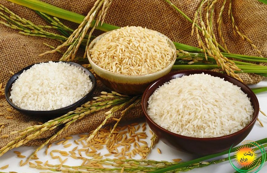 Which rice has more calories?